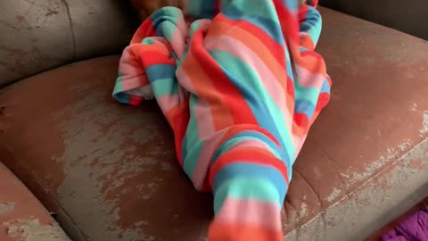 Burrowing Pup Gets Stuck in Pajamas