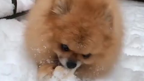 When kori found a yummy snack in the snow she burried a week ago