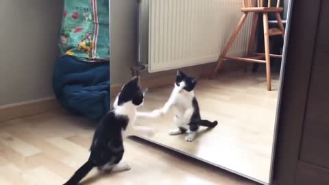 Funny cat and mirror..Watch the latest video