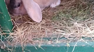 What a Harlequin/Lop Rabbit Mix Looks Like