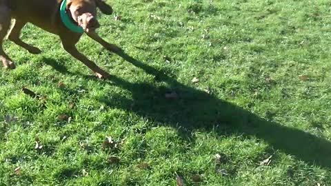 dog traning dog run #dog #dogtrain