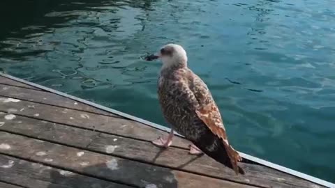 Watch this seabird walk proudly along the shore