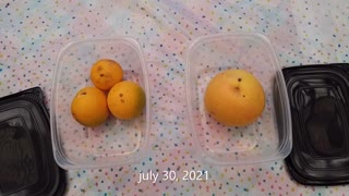 invasive insects in my oranges