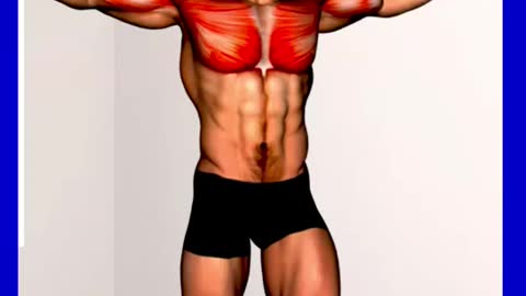 Best Chest Workout Exercises