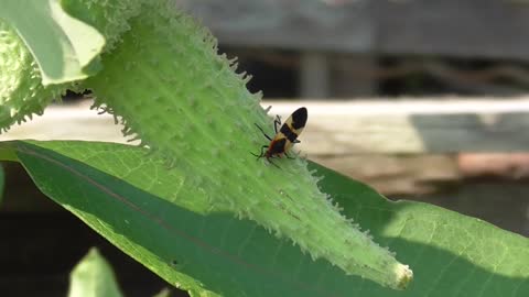 183 Toussaint Wildlife - Oak Harbor Ohio - Life On The Milkweed