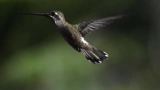 BEE ATTACKING HUMMINGBIRD😮