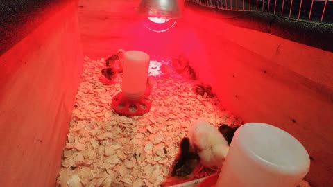 Chilling with the chicks