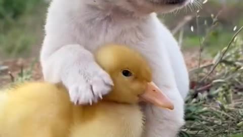 When I grow into a goose, watch me peck you