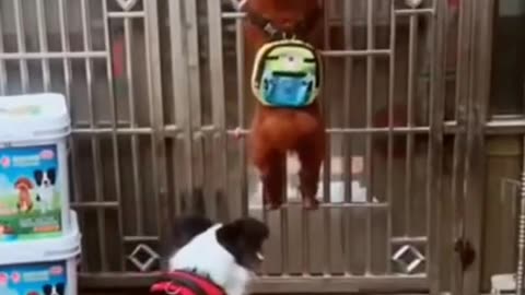 dog funny video