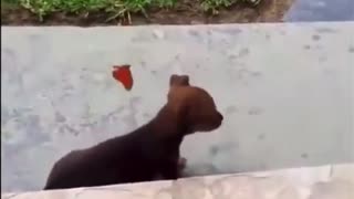 🎼DOG & BUTTERFLY🎶