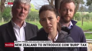 New Zealand to Introduce Cow ‘Burp’ Tax to Tackle Climate Change
