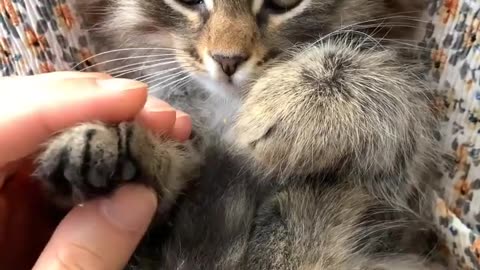 Cat hand is so soft