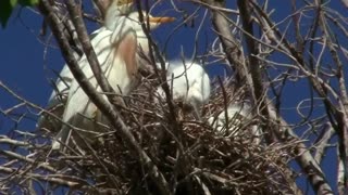 Baby Cattle Egrets In The Nest - At A Rookery