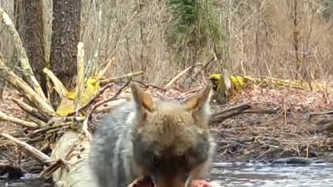 This coyote is heading home with dinner, but what is on the menu?