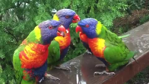 A Group Of Parrots Drinking The Rain Water on a Wood Table