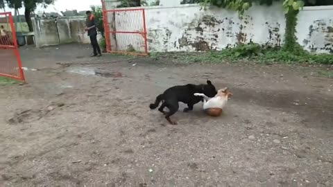 ROTTWEILER AND STREET DOG REAL FIGHT | ROTTWEILER FIGHT WITH STRAY DOG | DOG FIGHT | DOG LOVER 555 |