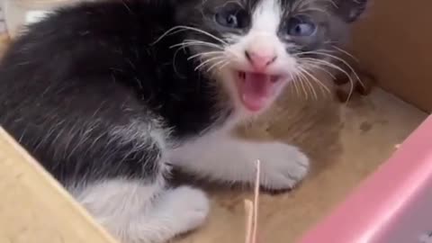 Cute cat rescued and back to its mom