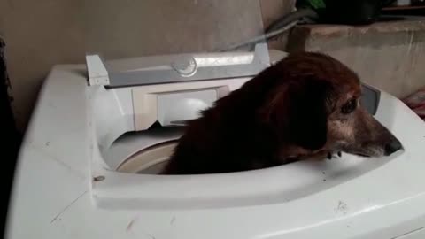 Dog in the washing machine