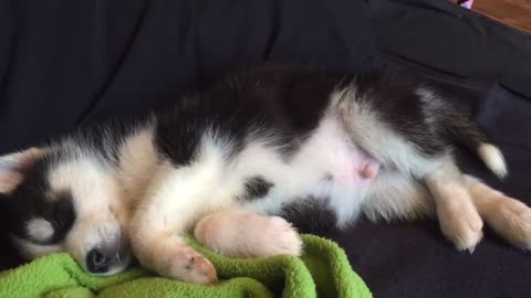 Dreaming Husky Puppy Will Melt Your Heart