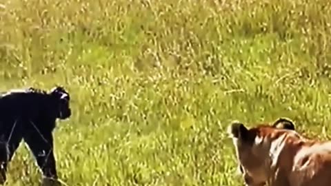 Newborn Buffalo Attacked by a pack of Lions 🫣🥲 Part 3 #animal #animals #animalworld
