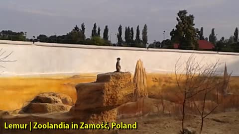 Lemur | Zoolandia in Zamość, Poland