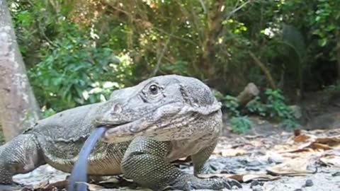 Monitor Lizard, Sapi Island, Sabah