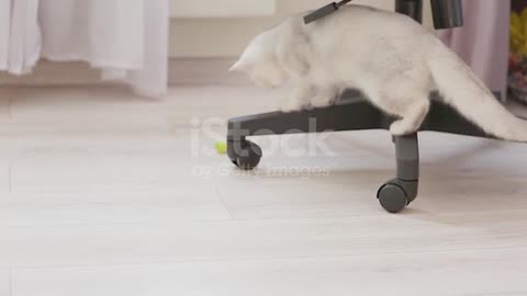 A Cute Whitegray British Cat Play With Ball In The Light Interior Of The Room Stock Video
