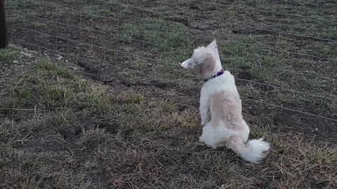 Our new dogs exploring their surroundings.