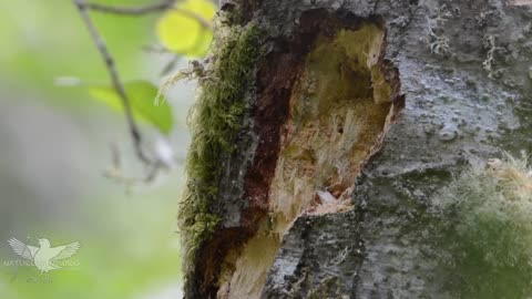 Pileated woodpecker