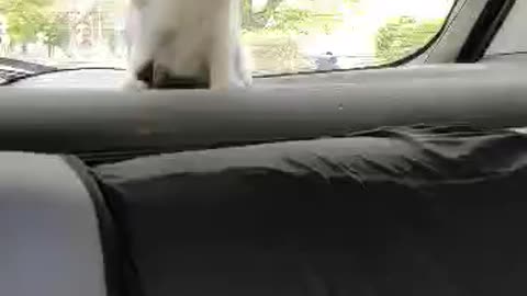 Crazy cat at car