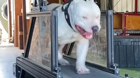 This dog is trying to lose weight 😳| #funnyvideo of dog