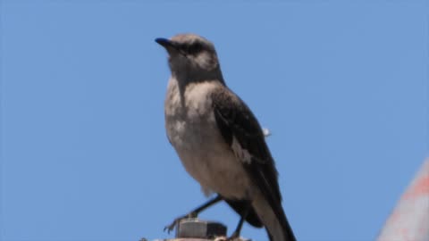 A happy bird singing his repertoire.