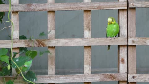 Lovebirds are very beautiful