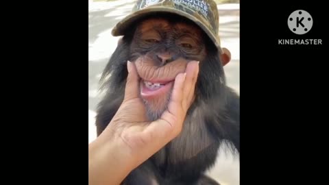 Monkey smile ##😀😀😀###Funny#Short vedio😀🐒🐒🐒🐒