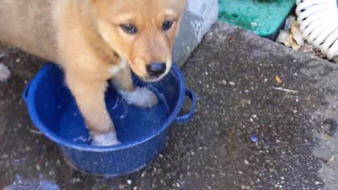 Little Puppy Keeps Splashing All His Water Out of His Bowl