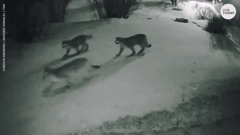 Group of mountain lions seen on camera passing by Colorado residence | NEWS TODAY