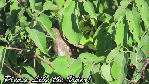 Young Cedar Waxwing Eating Berries