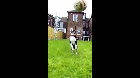 Funny Animals - Funny Cats / Dogs - Funny Animals video 2023