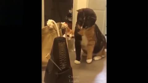 FUNNY Cats 🐱 and Dogs 🐶 | Cute and Funny Animals videos