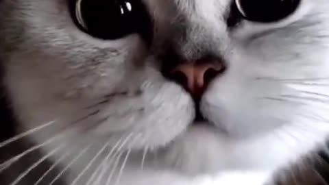 Cute cat talks