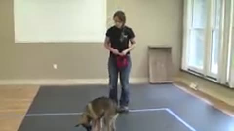 how to train a Dog to (sit) (9k_1.com)