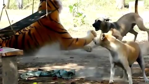 Funny & fake Lion and Fake Tiger Prank To dog & Huge Box Prank to dog