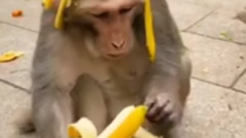अंग्रेजों की लड़ाई 🗡🤣😅😜 | Monkey funny dubbing | dubbing video | funny monkey