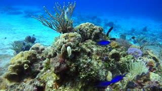 Cozumel SCUBA Diving Paraiso Reef Damsel Fish