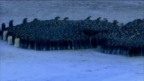 Emperor Penguins Huddle for Warmth