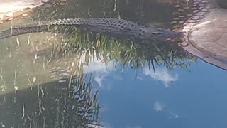 Zoo crocodile