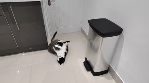 Young Cat Terrorizes Older Cat