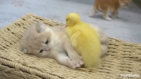 DUCKLINGS LOVE THE BABY KITTEN