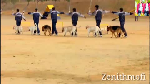 Indian Defence Dog