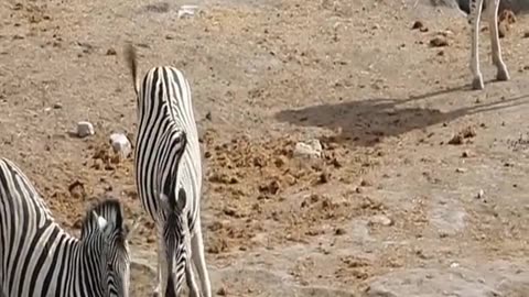 Zebra tries to kill foal while mother fight back||animals ||wildlife